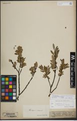 Foto von Salix lapponum L.